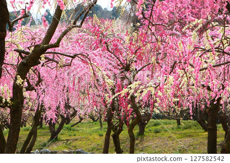 Inabe City Bairin Park 127582542