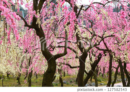 Inabe City Bairin Park Inabe City Bairin Park 127582543