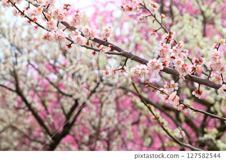 Inabe City Bairin Park Inabe City Bairin Park 127582544