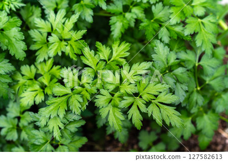 意大利歐芹 127582613