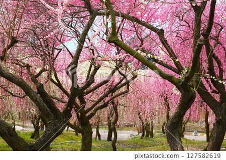 Inabe City Bairin Park Inabe City Bairin Park 127582619