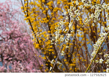 Inabe City Bairin Park Inabe City Bairin Park 127582625