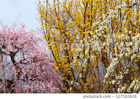 Inabe City Bairin Park Inabe City Bairin Park 127582626