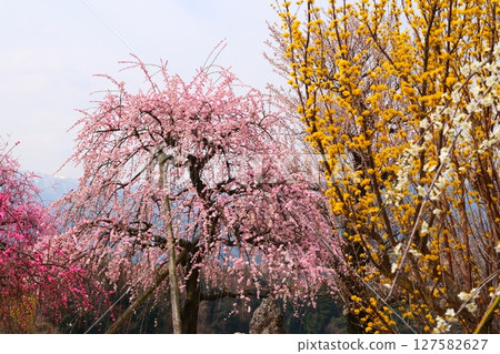 Inabe City Bairin Park Inabe City Bairin Park 127582627