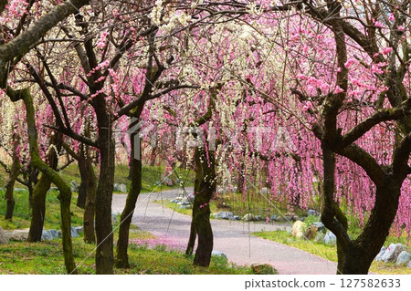 Inabe City Bairin Park 127582633