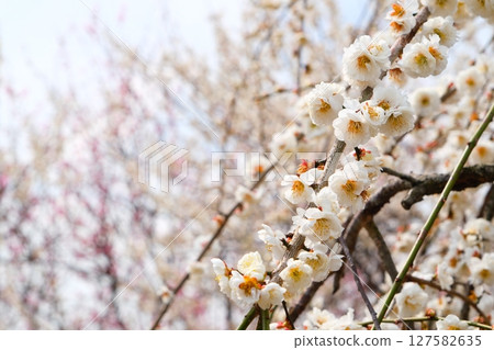 Inabe City Bairin Park Inabe City Bairin Park 127582635