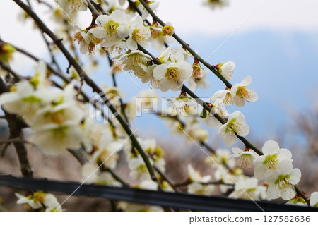 Inabe City Bairin Park Inabe City Bairin Park 127582636