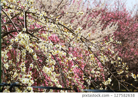 Inabe City Bairin Park 127582638