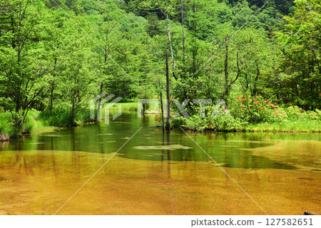 Kamikochi: Tashiro Marshland and Tashiro Pond 127582651
