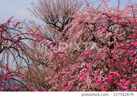 Inabe City Bairin Park 127582676