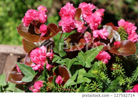 粉紅重瓣秋海棠 127582714