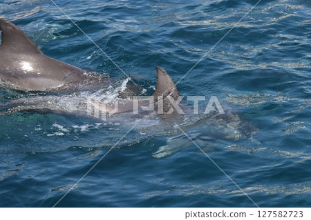 Dolphin watching in the Ariake Sea, Amakusa City, Kumamoto Prefecture Dolphin watching in the Ariake Sea, Amakusa City, Kumamoto Prefecture 127582723