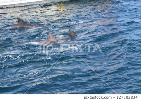 Dolphin watching in the Ariake Sea, Amakusa City, Kumamoto Prefecture 127582834