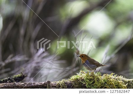 羅賓棲息在長滿苔蘚的樹上 127582847