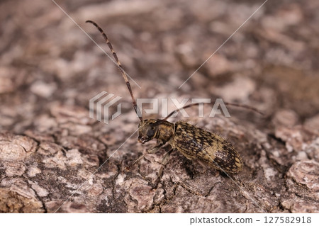 Living creatures, insects, white-striped shriveled beetle, one of the larger species of shriveled beetles. Body length is about 5-8 mm. 127582918
