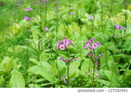 Primrose, Hokkaido Primrose, Hokkaido 127582991