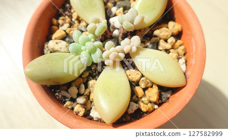 Leaf cutting, one of the ways to increase succulent plants Leaf cutting, one of the ways to increase succulent plants 127582999