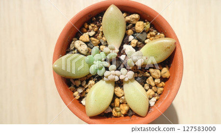 Leaf cutting, one of the ways to increase succulent plants 127583000