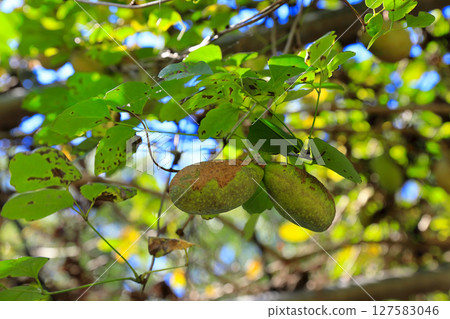 Akebi fruit Akebi fruit 127583046