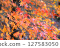 Autumn leaves 127583050