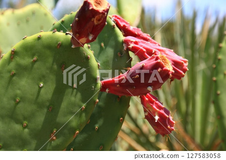 Cacti at the Desert Botanical Garden, Phoenix, Arizona 127583058