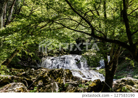 Among the fresh greenery Among the fresh greenery 127583190