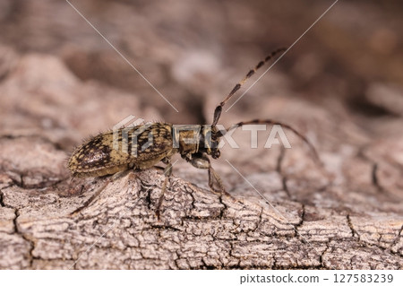 Living creatures, insects, white-striped longhorn beetle, with thick hairs scattered among a dense layer of fine hairs 127583239