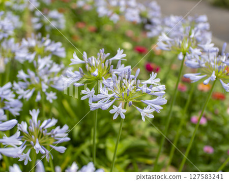 路邊花圃裡盛開的百子蓮 路邊花圃裡盛開的百子蓮 127583241