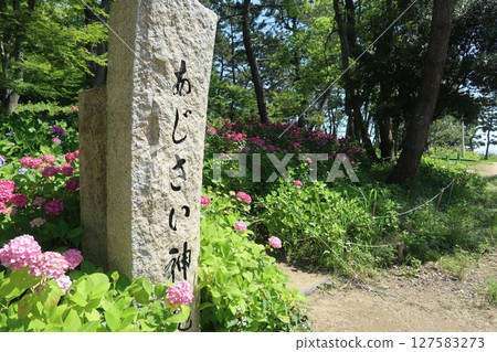 Hydrangeas at Sumiyoshi Shrine (Akashi City, Hyogo Prefecture) 127583273