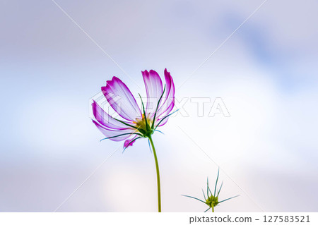 清晨的波斯菊田～秋天的香氣～ 127583521