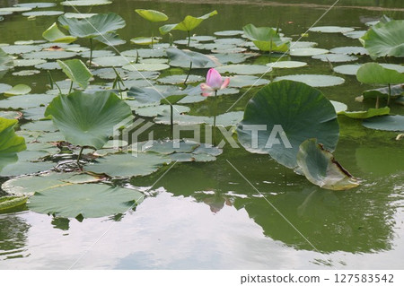 Lotus flower  127583542