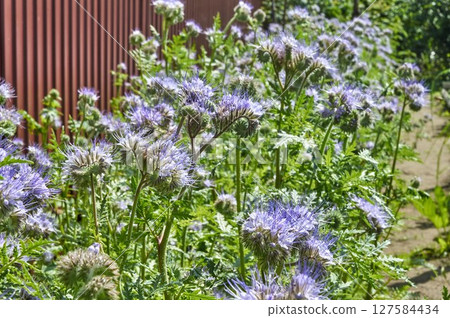 Spring flowering of delicate phacelia in the garden. 127584434