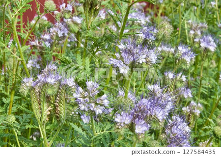 Spring flowering of delicate phacelia in the garden. Spring flowering of delicate phacelia in the garden. 127584435