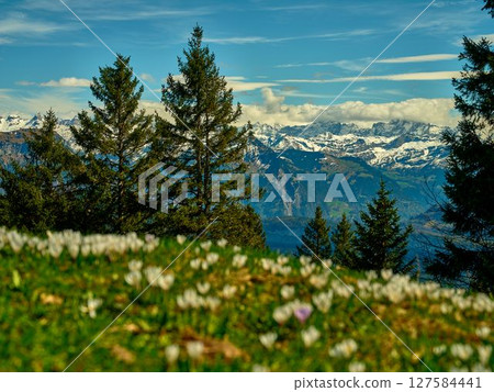 Majestic view of snow-capped mountains with blooming flowers under a bright blue sky Majestic view of snow-capped mountains with blooming flowers under a bright blue sky 127584441