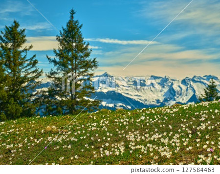 Spring flowers bloom on a mountain meadow with snow-capped peaks in the background under a clear blue sky 127584463