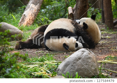 小熊貓對母親很甜 127584479