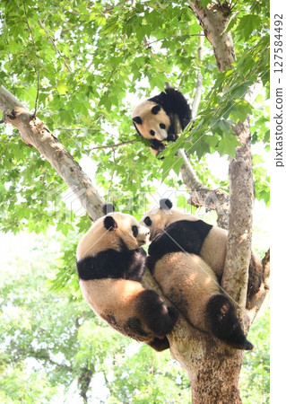 大貓熊爬樹 127584492