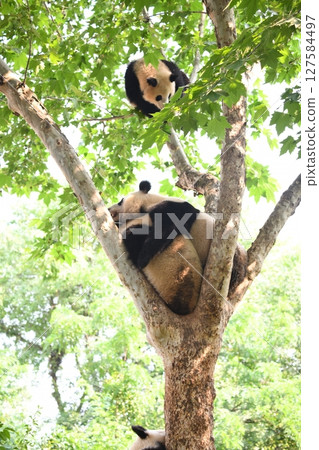 Giant panda climbing a tree Giant panda climbing a tree 127584497