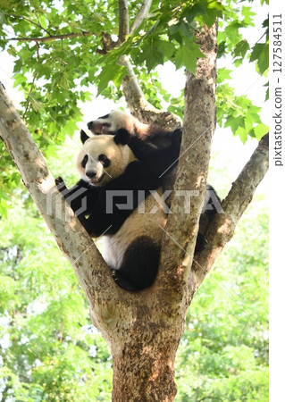 Giant panda climbing a tree 127584511