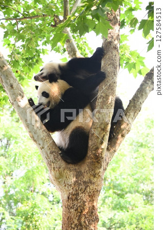 大貓熊爬樹 大貓熊爬樹 127584513