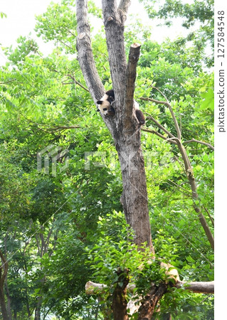 Giant panda climbing a tree Giant panda climbing a tree 127584548