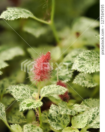 Cat's tail red inflorescence Cat's tail red inflorescence 127584595