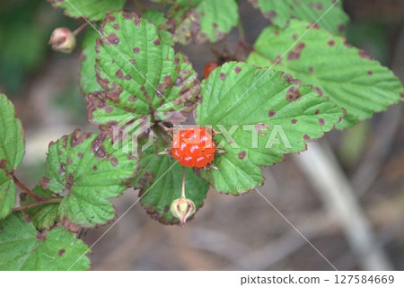 草莓的紅色漿果 127584669