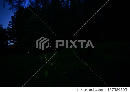 Firefly glow 127584705