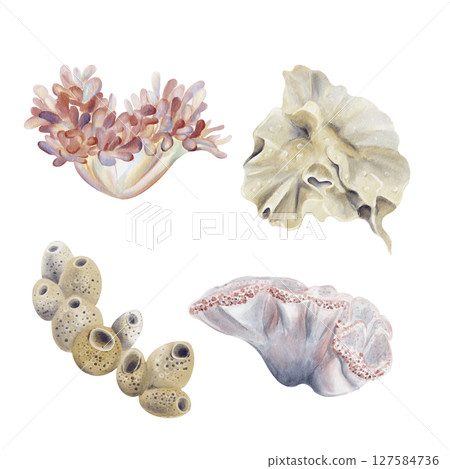 Set of sea plants. Echtinia, sea sponge and corals. Reef decor. Round plastic forms for seabed decoration. Watercolor illustration without background. Hand drawing. High quality illustration Set of sea plants. Echtinia, sea sponge and corals. Reef decor. Round plastic forms for seabed decoration. Watercolor illustration without background. Hand drawing. High quality illustration 127584736