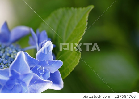 Up hydrangea 127584766