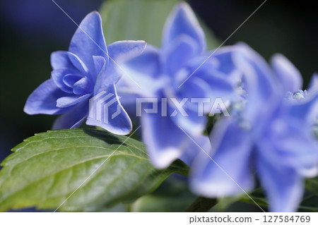 Up hydrangea 127584769