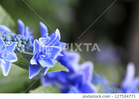 Up hydrangea 127584771