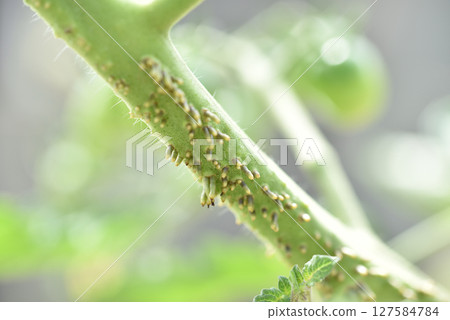 櫻桃番茄莖上的氣根 127584784