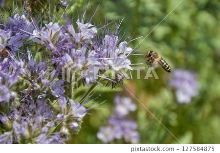 Honey bee on a purple phacelia flower 127584875